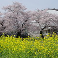 Photos: 桜と菜の花を発見！！