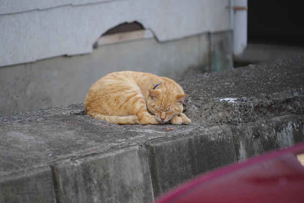 色違い眠り猫