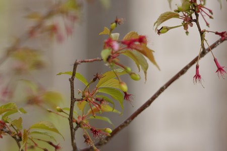オカメ桜（オカメザクラ）