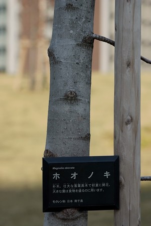 朴の木（ホオノキ）