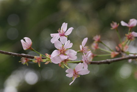 山桜（ヤマサクラ）