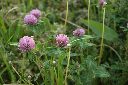 紫詰草（ムラサキツメクサ）