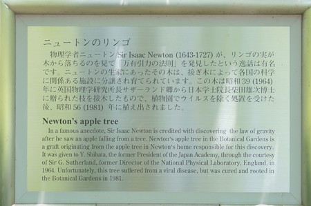 ニュートンのリンゴ（ケントの花）