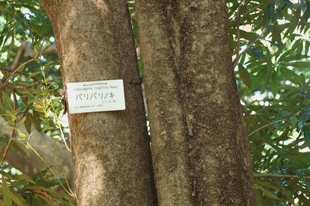 バリバリの木（バリバリノキ）