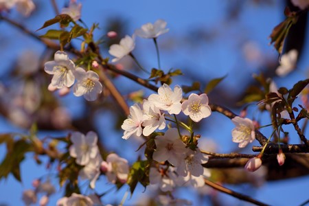 大山桜（オオヤマザクラ）