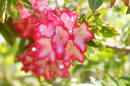 西洋石楠花（セイヨウシャクナゲ）