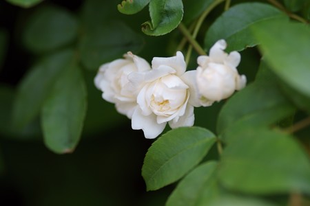 木香薔薇（モッコウバラ）