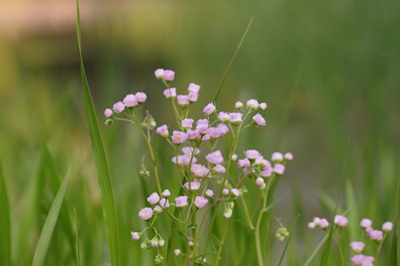 春紫苑（ハルジオン）
