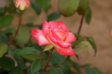 薔薇　ダイアナ・プリンセス・オブ・ウェールズ