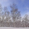 Photos: 冬の森IMG_5771a