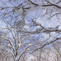 Photos: 冬の森IMG_5790a