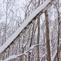 Photos: 冬の森IMG_5809a