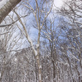 Photos: 冬の森IMG_5832a