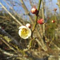 Photos: 梅の花