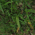 サイハイラン Cremastra appendiculata var. variabilis P6048103