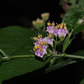 ムラサキシキブ Callicarpa japonica (花) P6048138