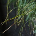 Photos: コゴメスゲ Carex brunnea Thunb. PA300811