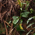 Photos: ユウコクラン Liparis formosana Rchb.f. PB091220