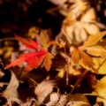 Photos: 小さい秋の終わり
