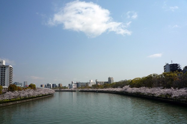 大川桜