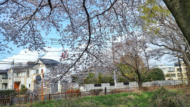 Ton 01小金井公園桜まつり 写真共有サイト フォト蔵