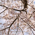 TON04353小田原城址公園の桜
