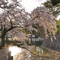 TON04392小田原城址公園の桜