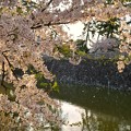 TON04397小田原城址公園の桜