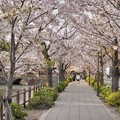 TON04405小田原城址公園の桜
