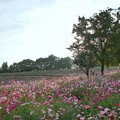 TON07184秋桜の丘　昭和記念公園