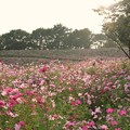 TON07188秋桜の丘　昭和記念公園
