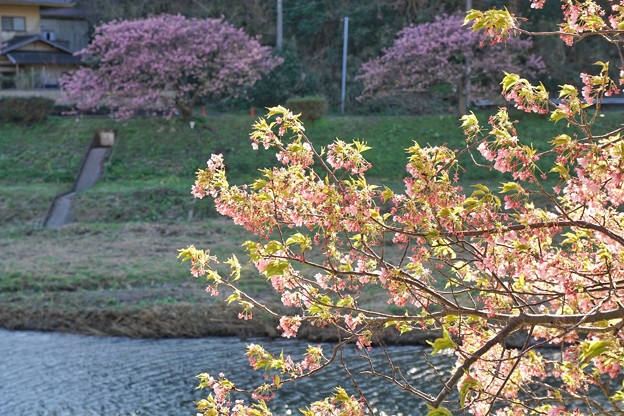 TOM00459みなみの桜と菜の花まつり
