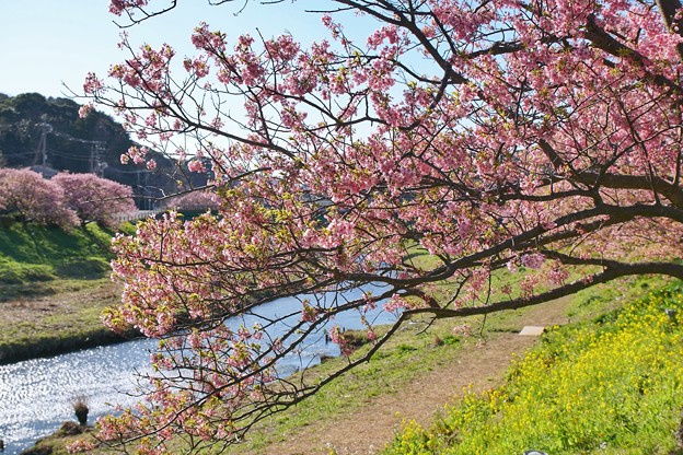 TOM00460みなみの桜と菜の花まつり
