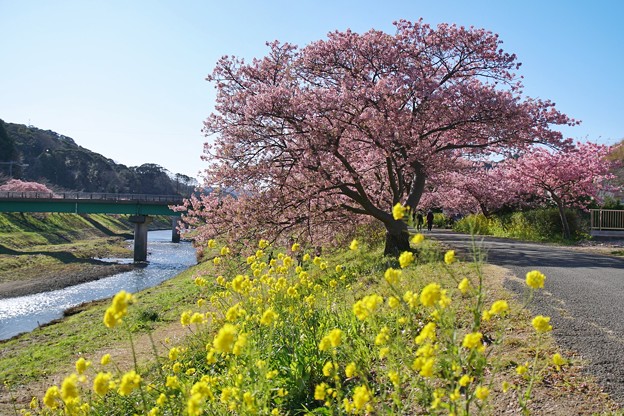 TOM00465みなみの桜と菜の花まつり
