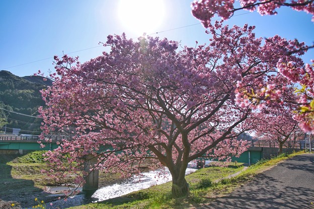 TOM00471みなみの桜と菜の花まつり
