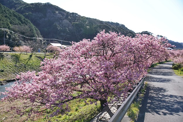 TOM00475みなみの桜と菜の花まつり