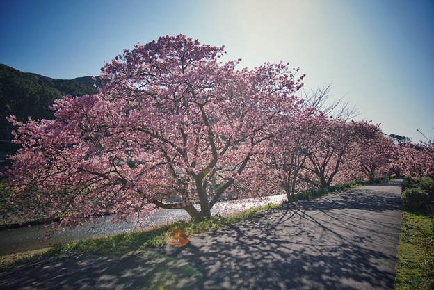 TOM00476みなみの桜と菜の花まつり