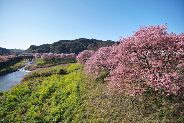 TOM00479みなみの桜と菜の花まつり
