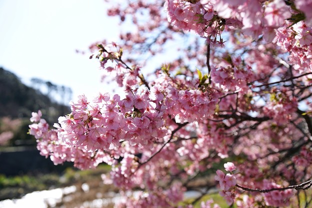 TOM00483-みなみの桜と菜の花まつり