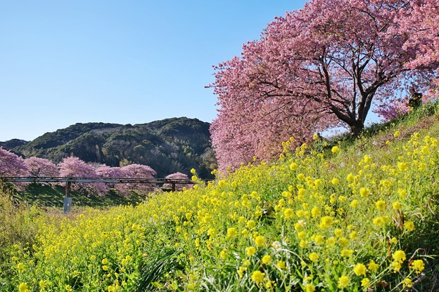 TOM00487みなみの桜と菜の花まつり