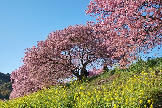 TOM00489みなみの桜と菜の花まつり