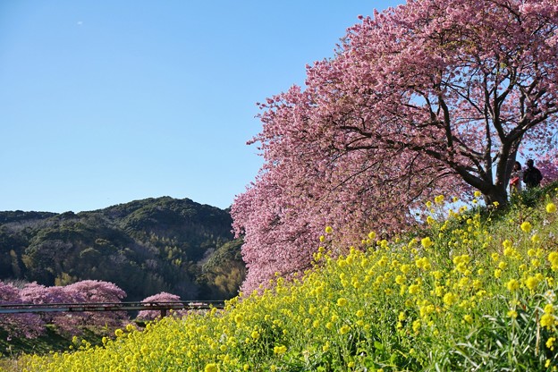 TOM00490みなみの桜と菜の花まつり