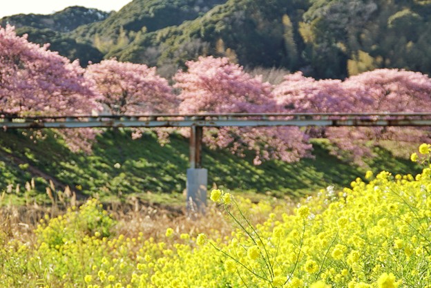 TOM00494みなみの桜と菜の花まつり