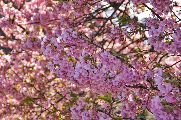 TOM00496みなみの桜と菜の花まつり