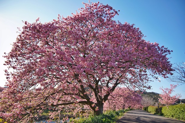 TOM00520みなみの桜と菜の花まつり