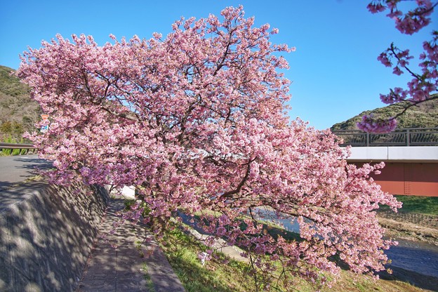 TOM00522みなみの桜と菜の花まつり