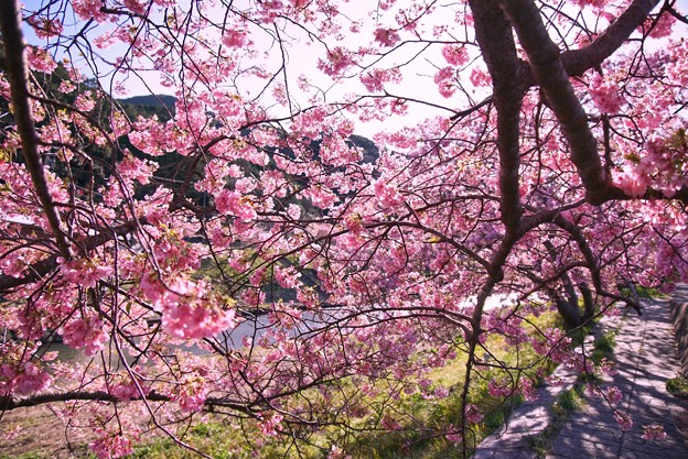 TOM00526みなみの桜と菜の花まつり