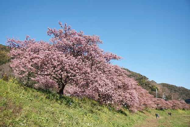 TOM00533みなみの桜と菜の花まつり