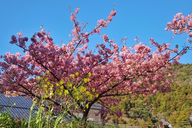 TOM00534みなみの桜と菜の花まつり