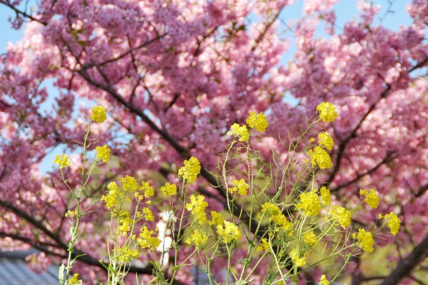 TOM00535みなみの桜と菜の花まつり